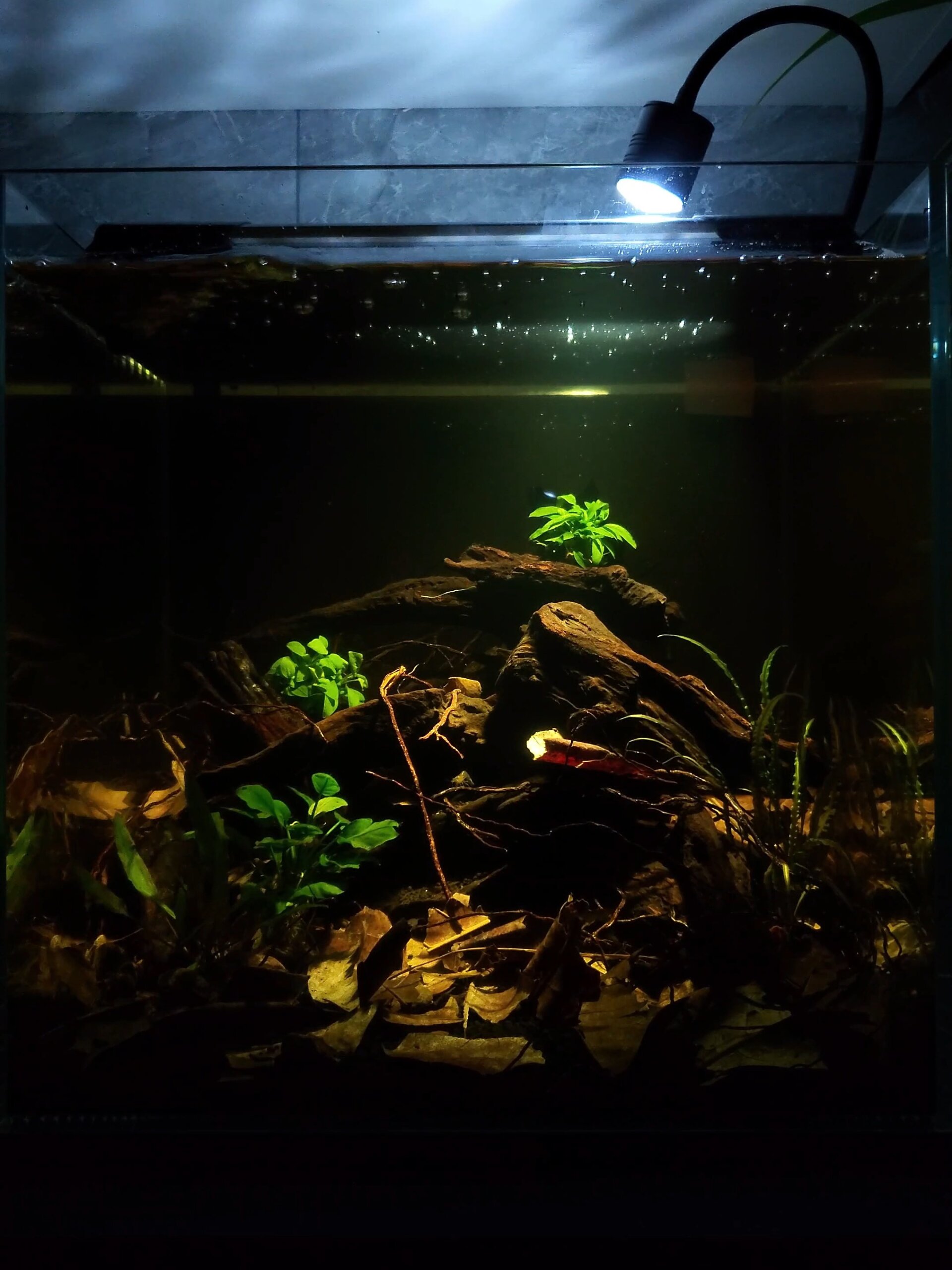 45厘米方缸南美风造景,搞定最终形态