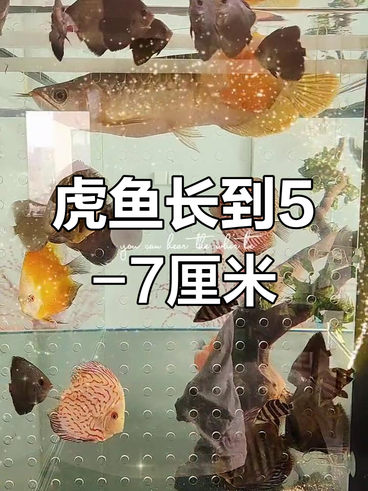 柴虎鱼图片