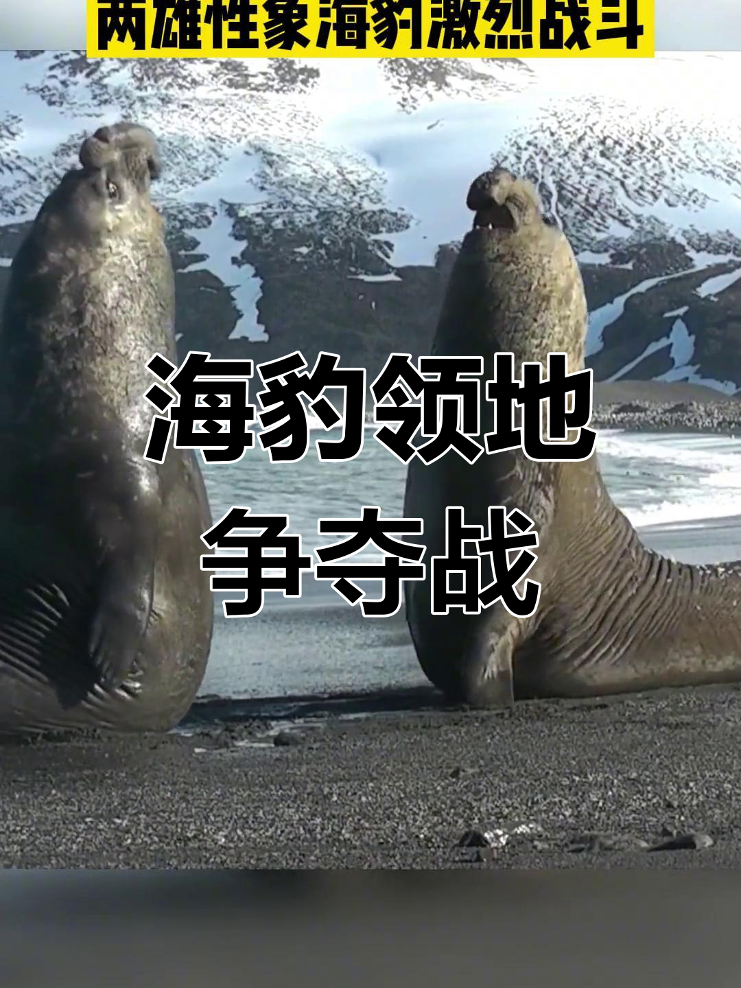 两只巨型象海豹为地盘争斗,碰撞瞬间脂肪如波浪般翻滚