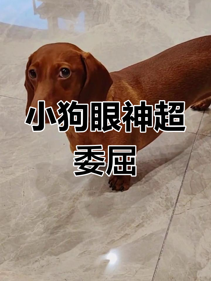 狗狗委屈巴巴的眼神,撒娇卖萌太可爱了