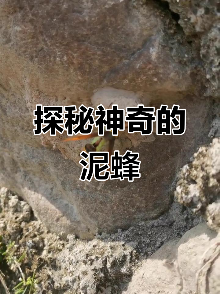 泥蜂:神奇昆虫的秘密生活