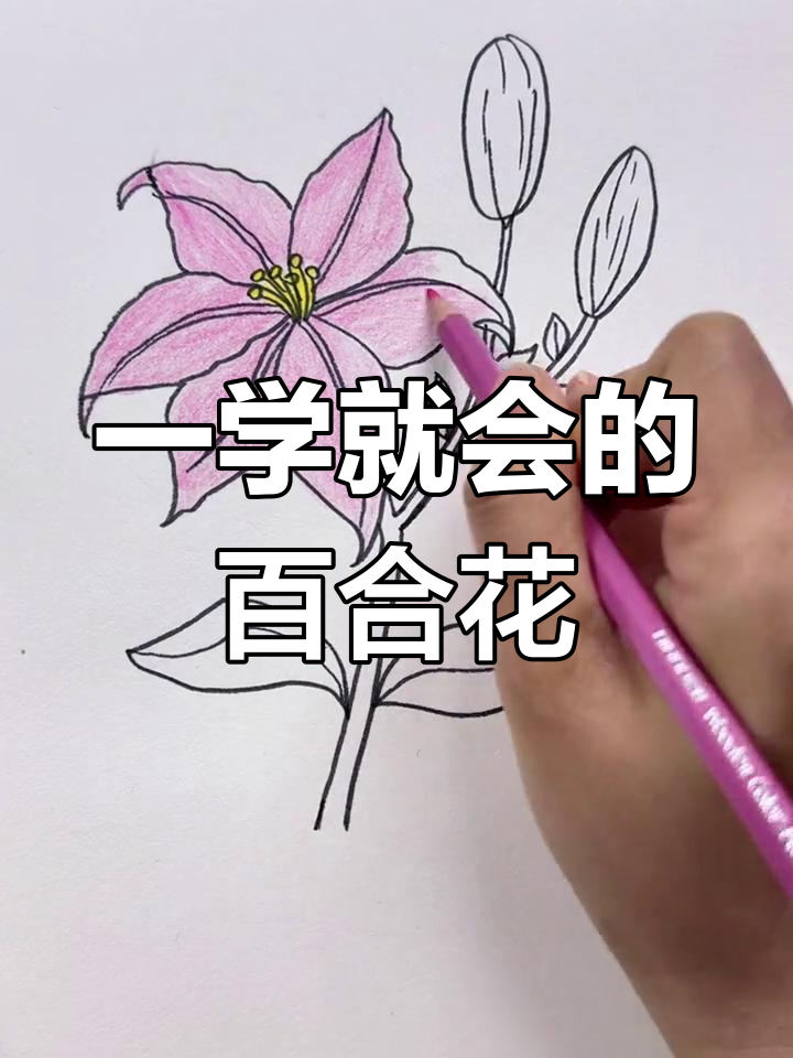 简单又好看的百合花画法