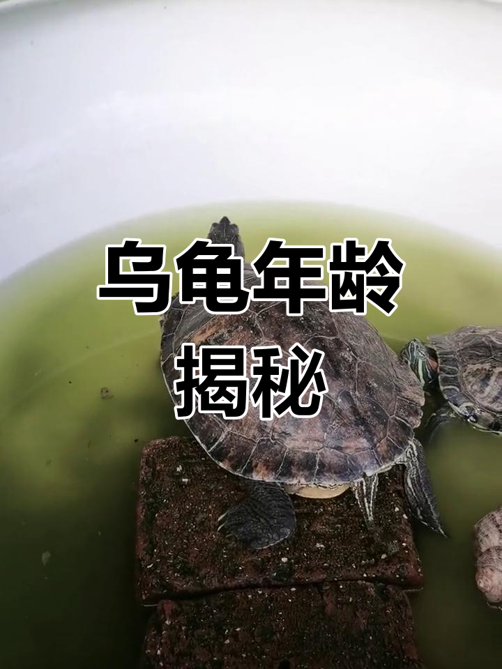 巴西龟的25年寿命