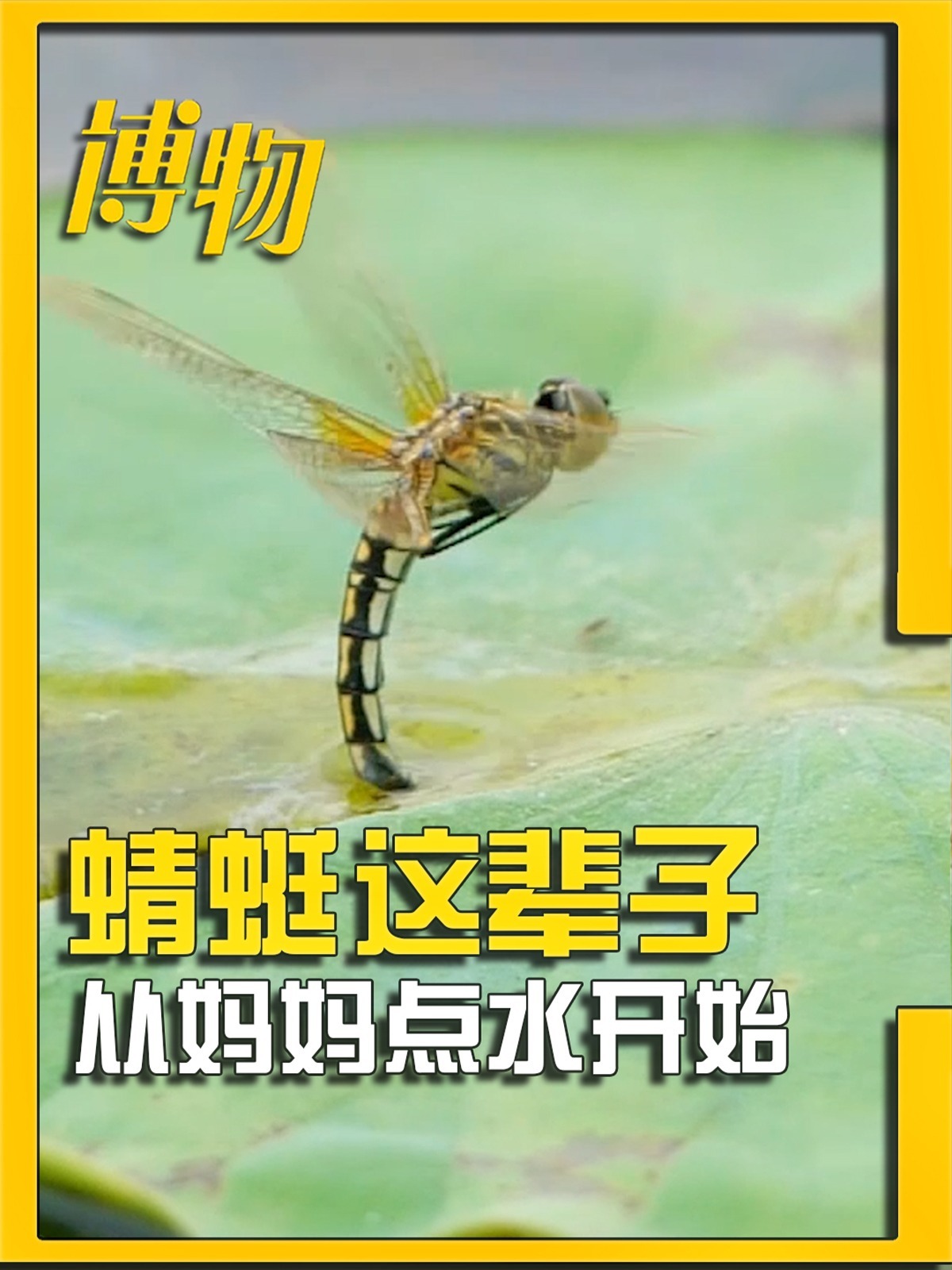 蜻蜓小时候长啥样?是怎么出生和长大的?