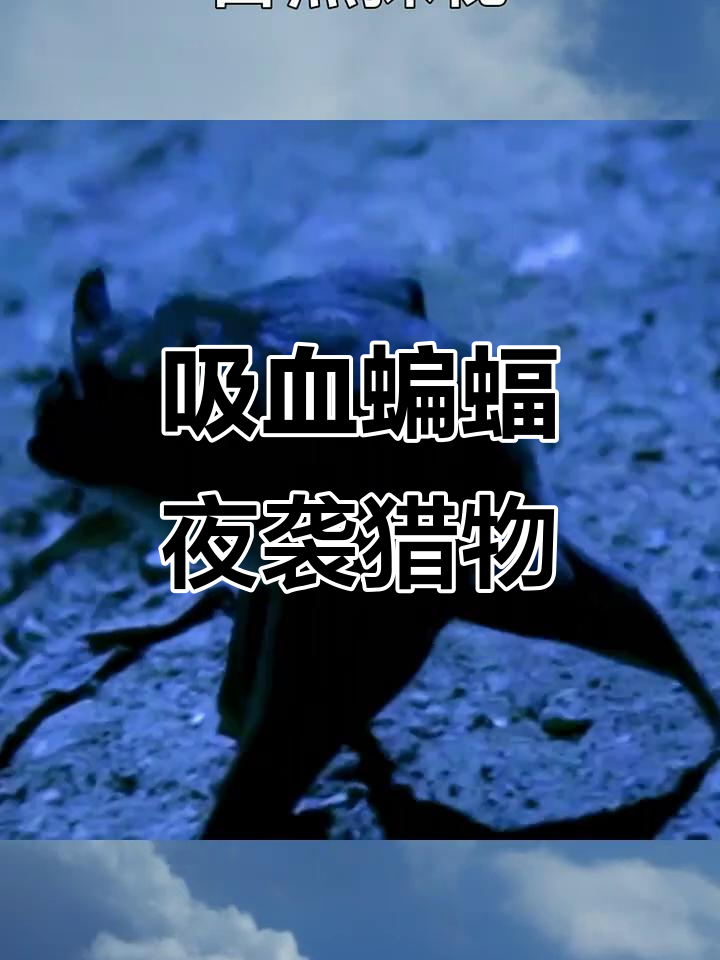 吸血蝙蝠夜晚出动,猎食鹿与野猪的惊悚追逐