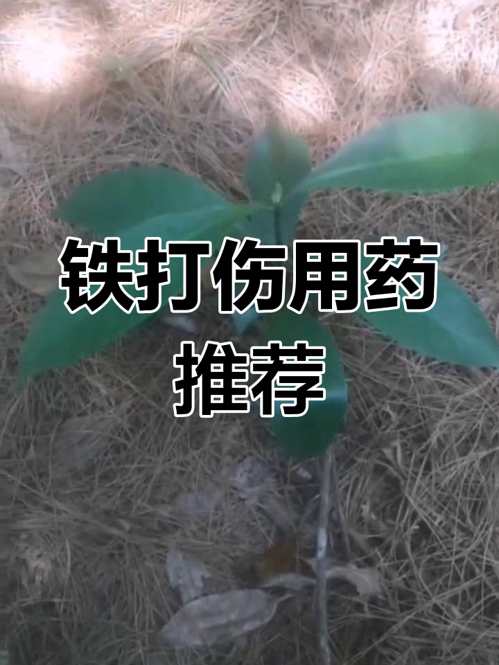 野生药材枪刀木,助力伤口愈合