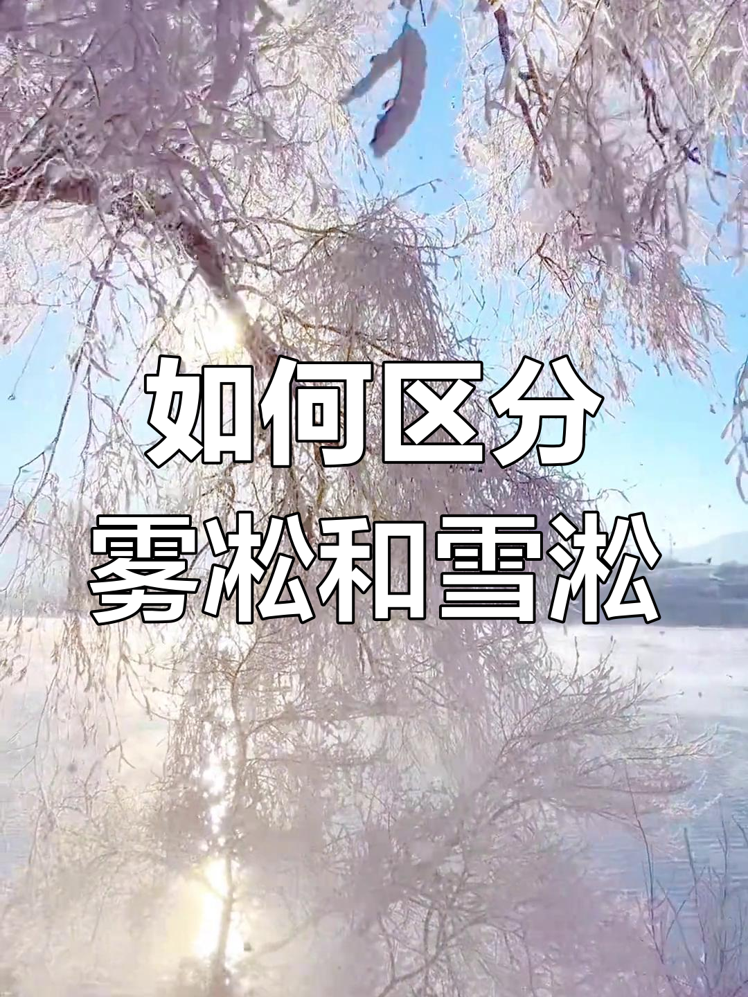 雪凇与雾凇的区别图片图片