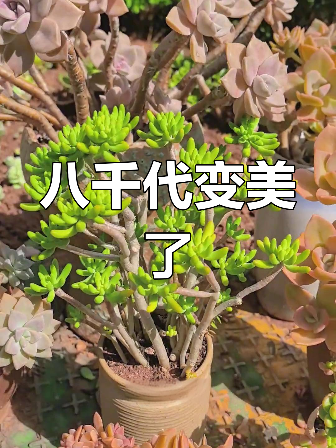 八千代多肉植物,绿中带黄,状态满满!