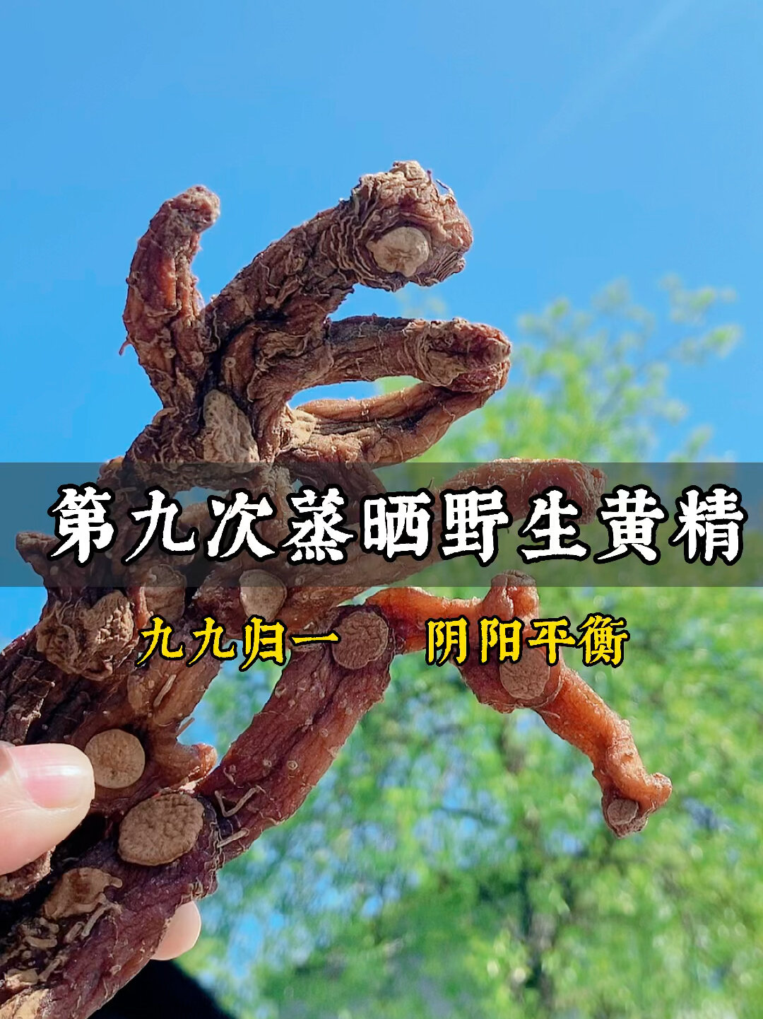 这个颜色的九蒸九晒黄精,你知道是为什么吗?