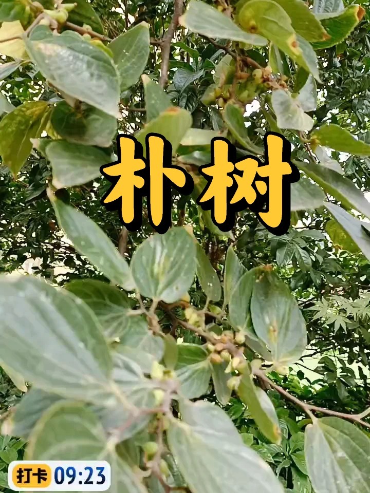 朴树是什么树 植物图片