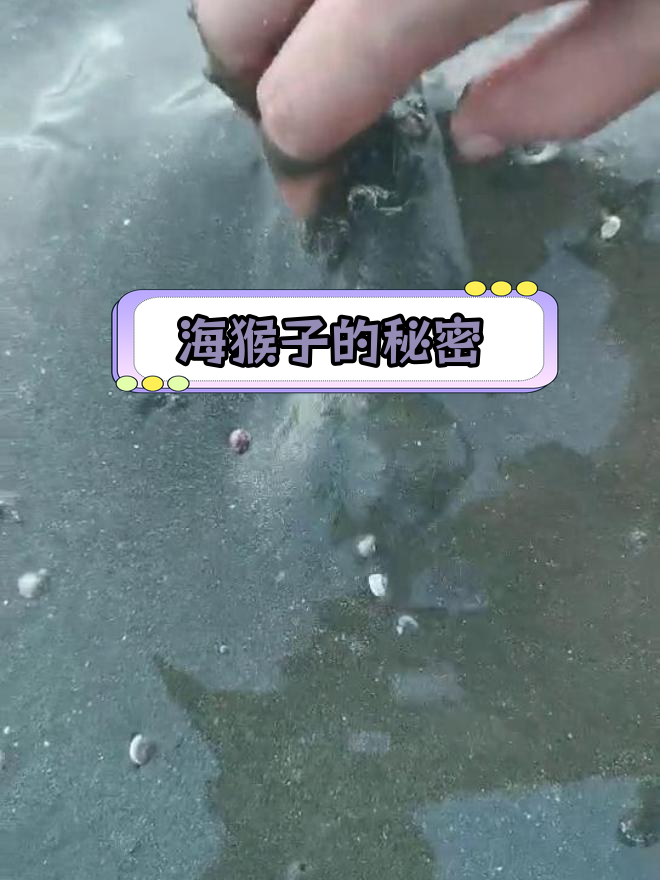 传说中的海猴子现身,真相曝光