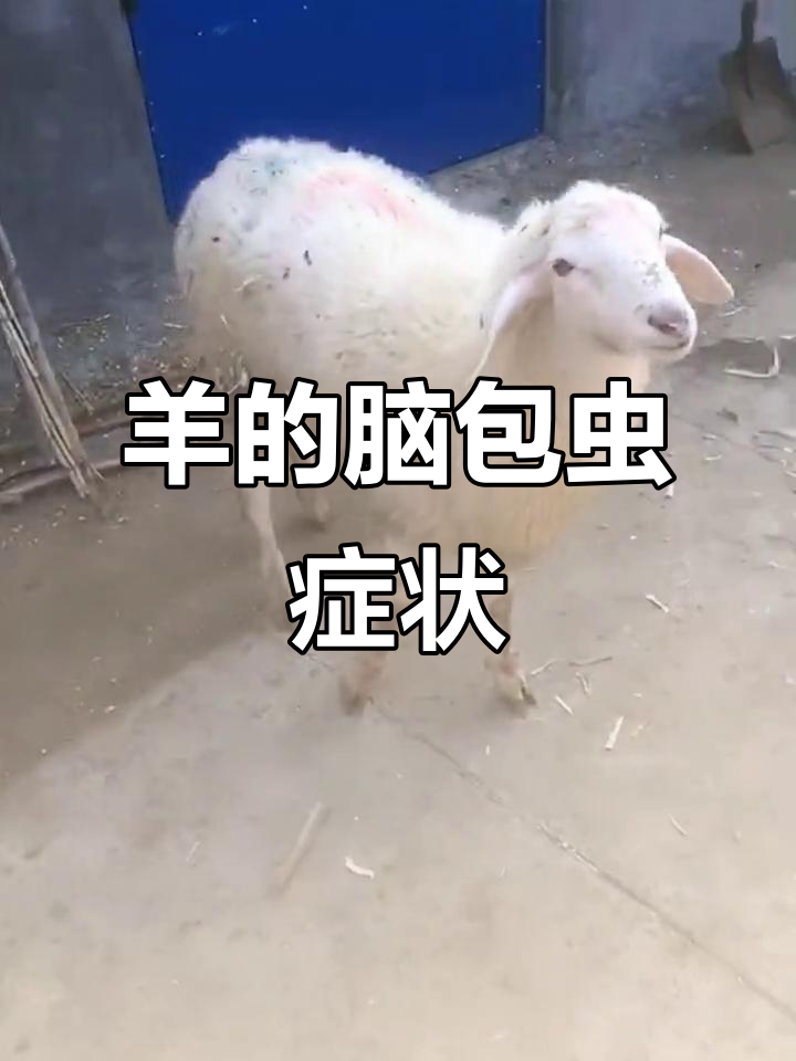 脑包虫病与狗的关系,养殖户必看驱虫技巧