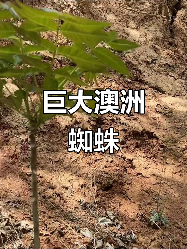 澳洲大蜘蛛惊现,身躯庞大如盆