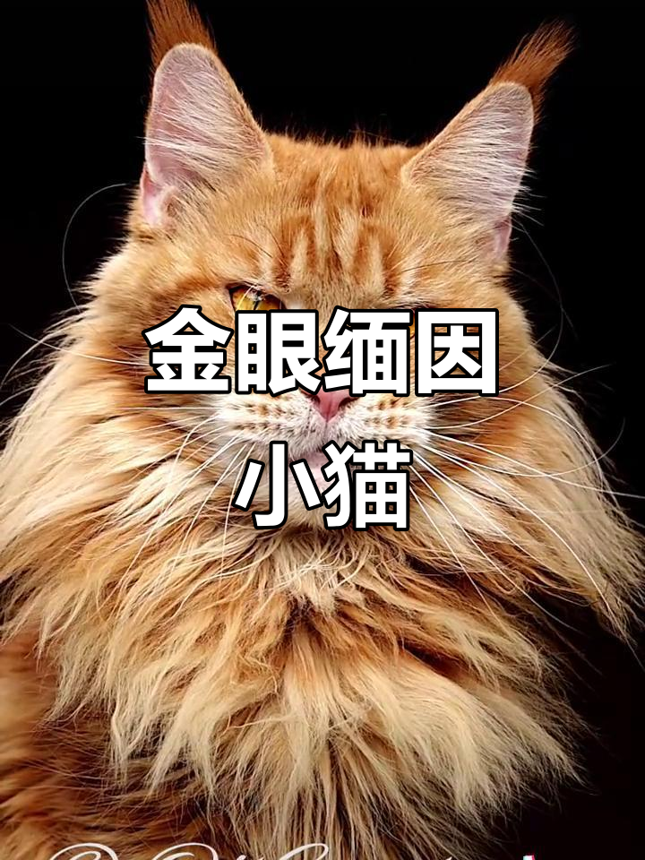 缅因猫的金色眼睛,萌态十足