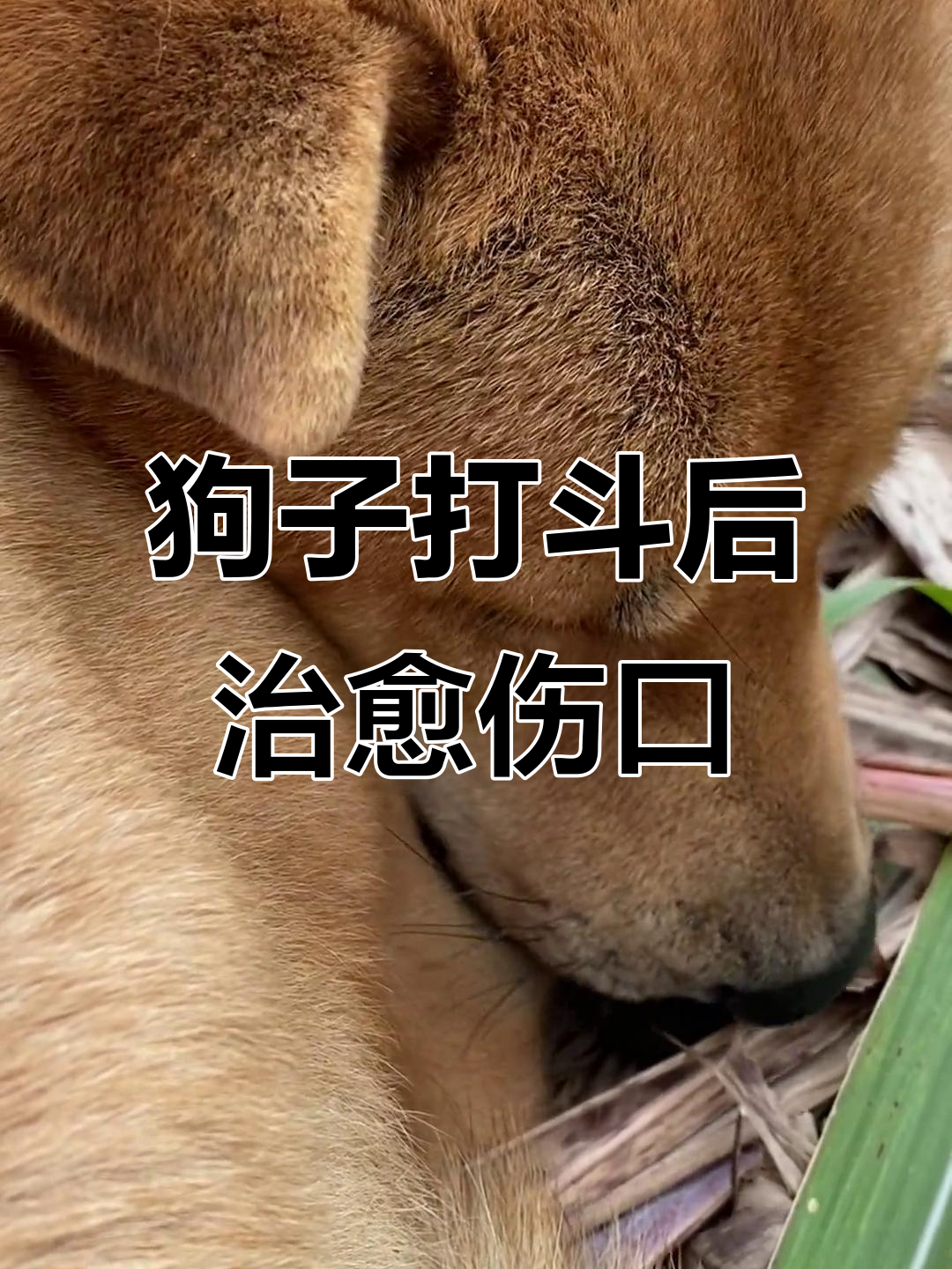 大黄和小黑打架受伤,舔舐伤口自愈过程超搞笑