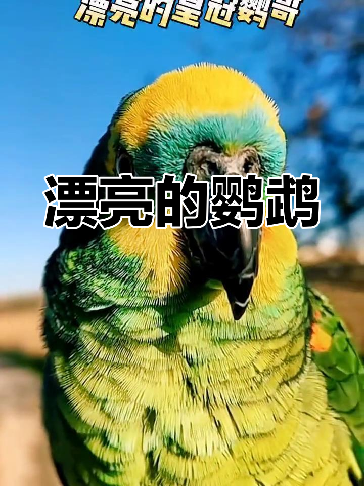 美丽的皇冠鹦哥,尽显魅力