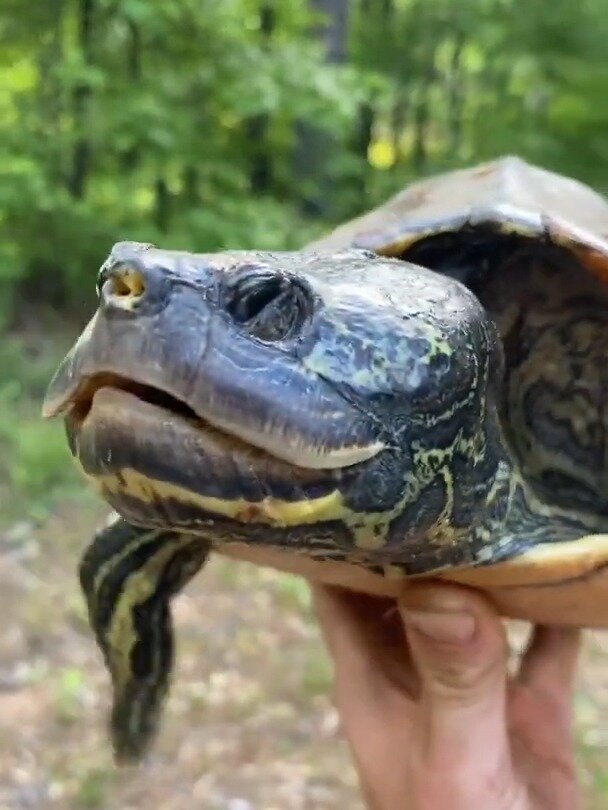 嘴很大,头很大,脸纹很美的蒙面地图龟