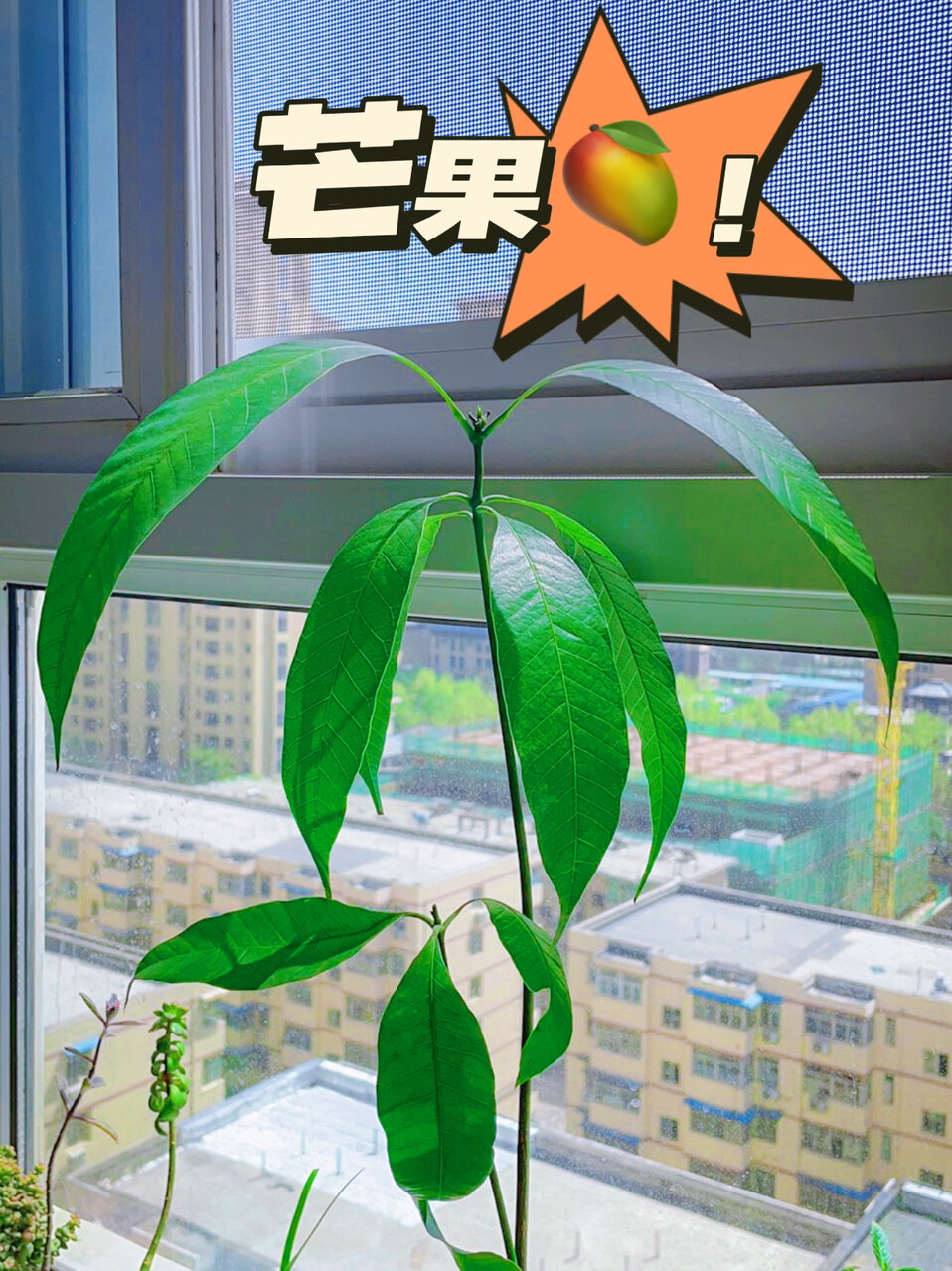 芒果盆栽