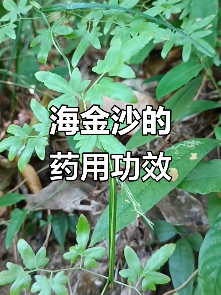 海金沙:尿路感染与结石的良药
