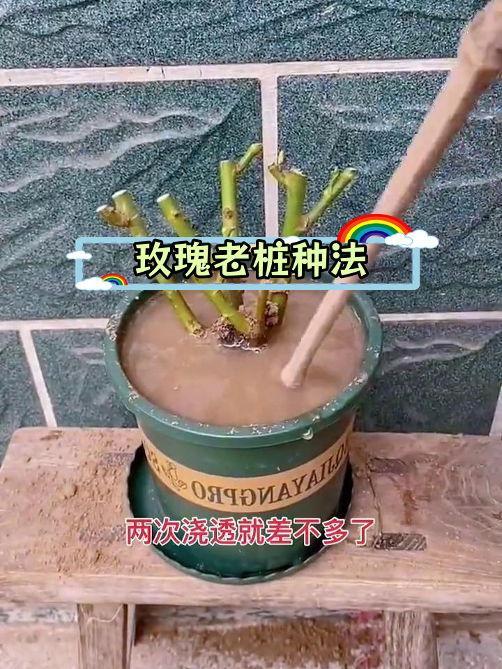 玫瑰老桩种植方法图片