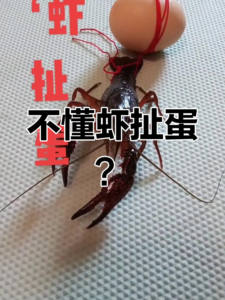 虾扯蛋的真正含义揭秘