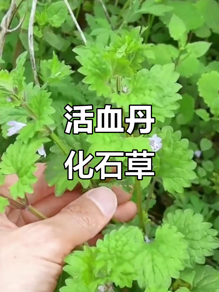 农村常见"活血丹",竟能溶解石头,了解它的神奇作用