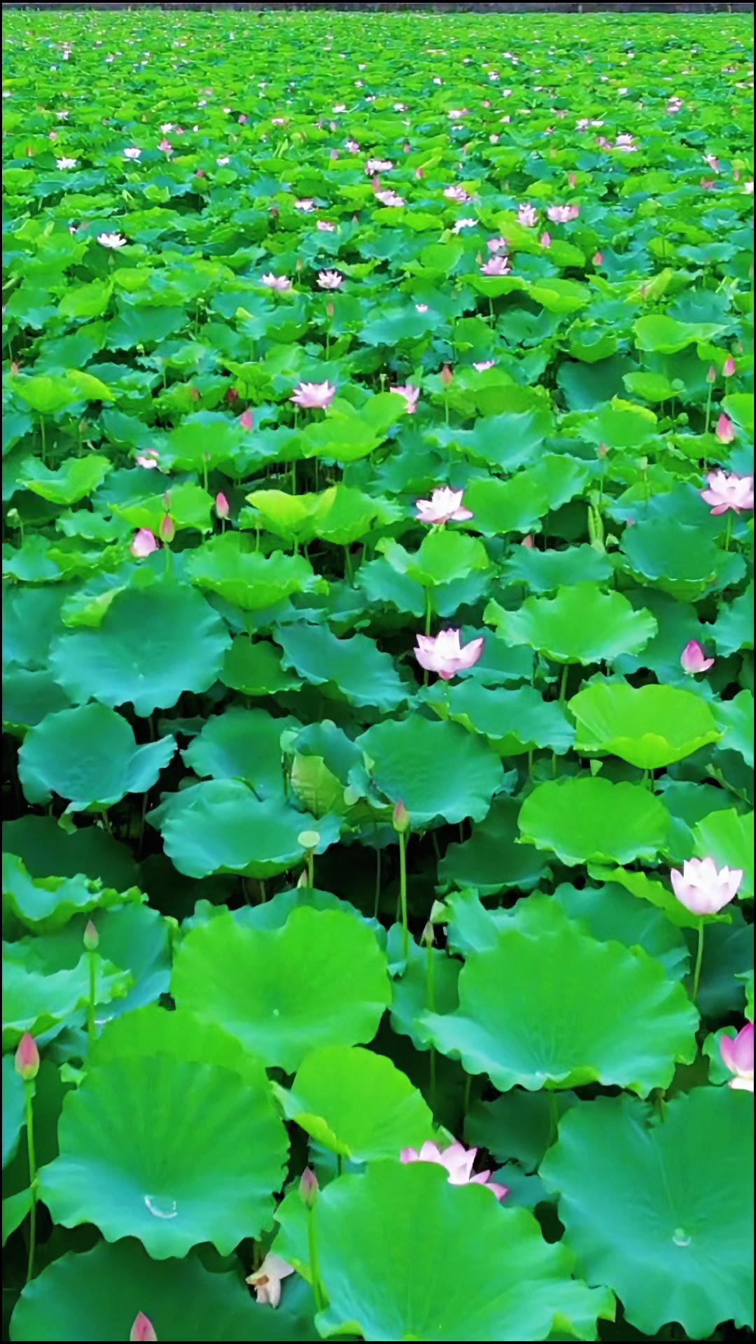 广东东莞荷花名镇满塘荷花已经绽放荷香味扑鼻而来别错过这绝美花海的