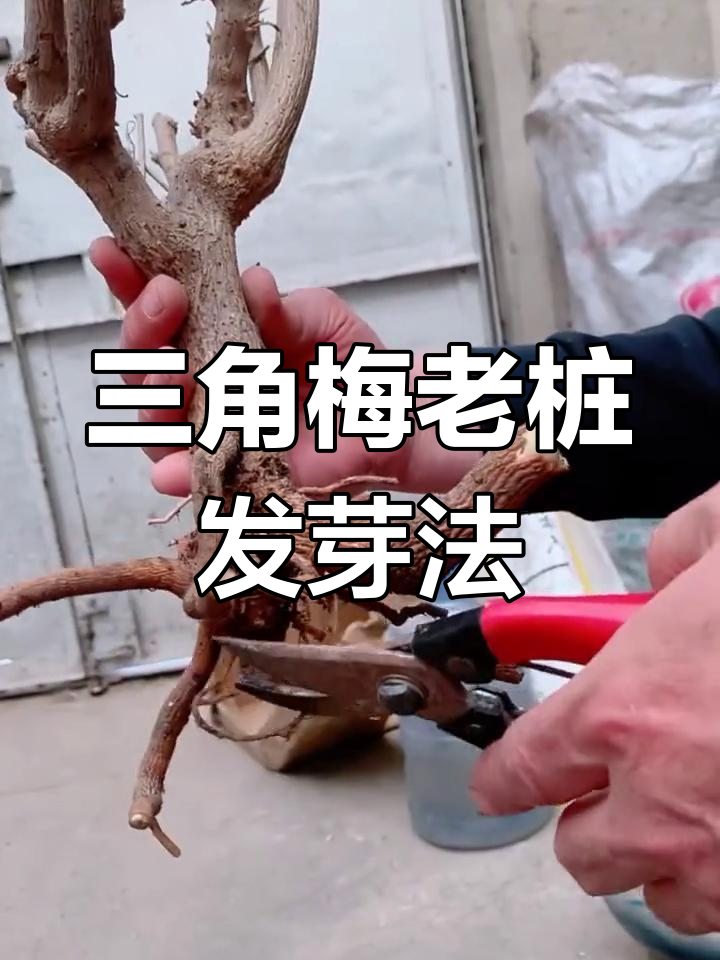 三角梅老桩快速发芽技巧,修剪与养护全攻略