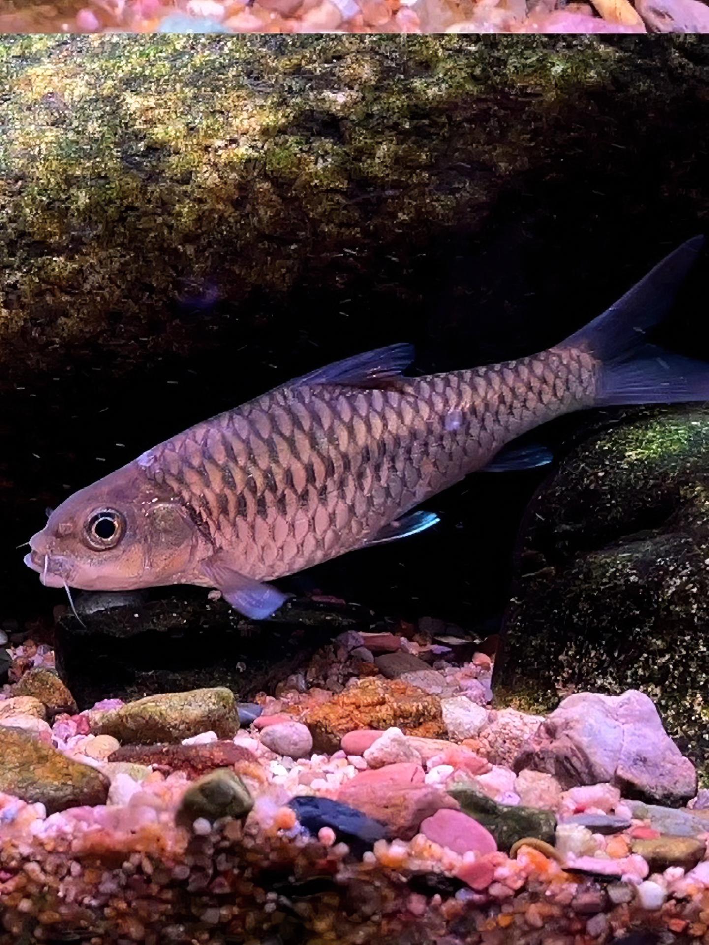 原生鱼 溪流缸 吉罗鱼