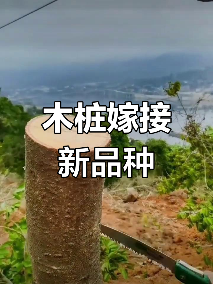 橄榄树嫁接方法图片