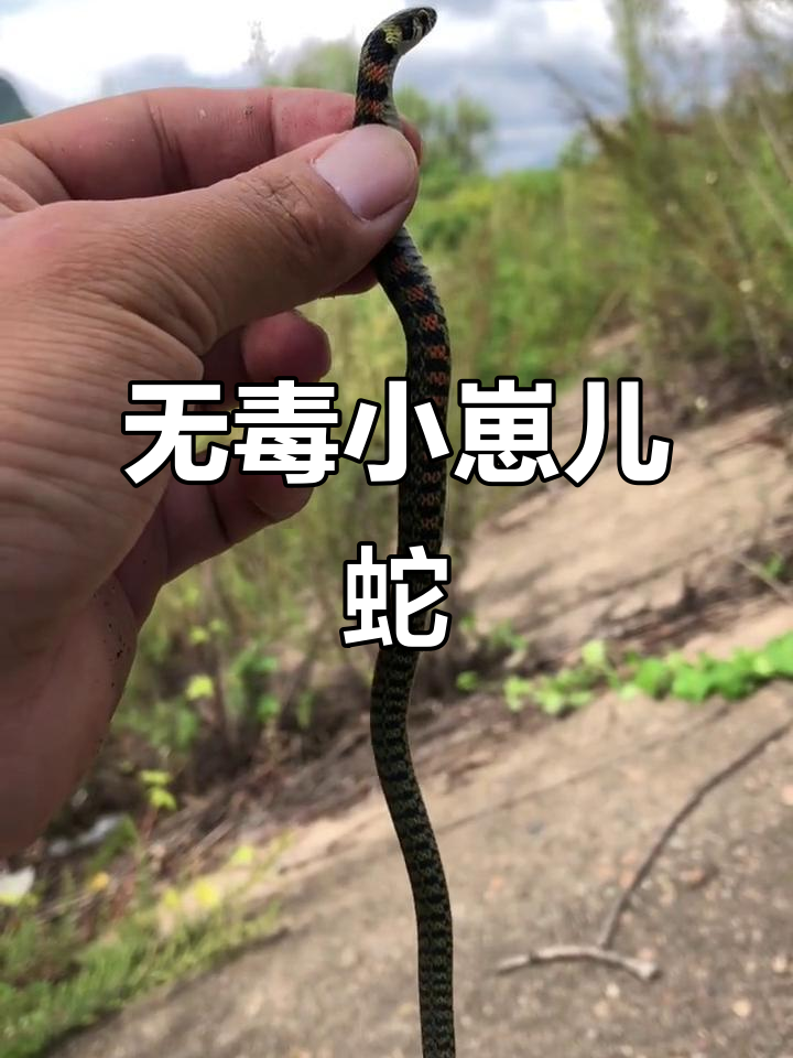 遇到一只无毒的"小朋友"蛇,东北南方都有分布