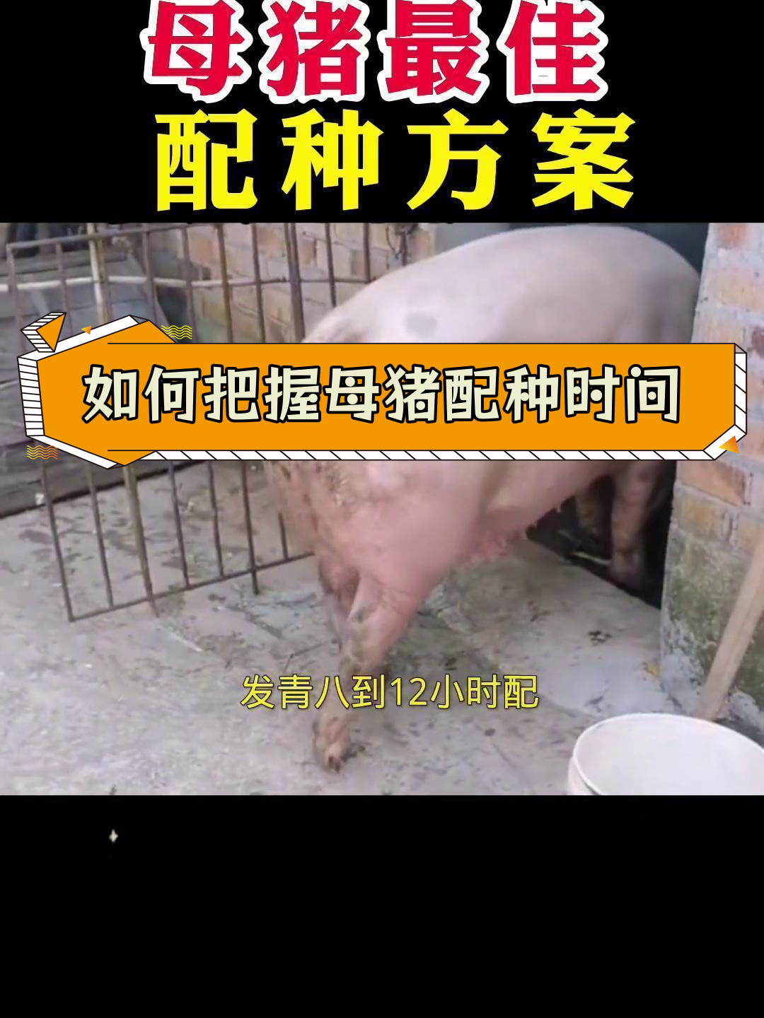 后备母猪配种顺口溜图片