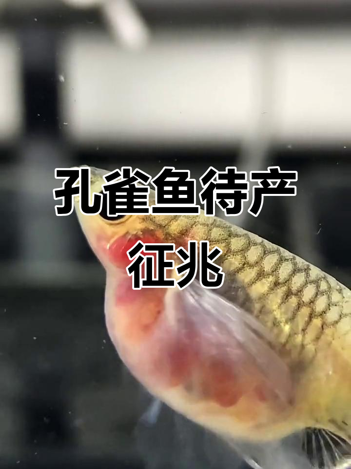 孔雀鱼临产前心跳加速,呼吸急促,脸蛋变红