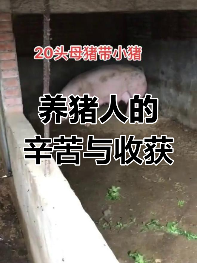 农村养小猪赚钱吗(农村养小猪赚钱吗现在)