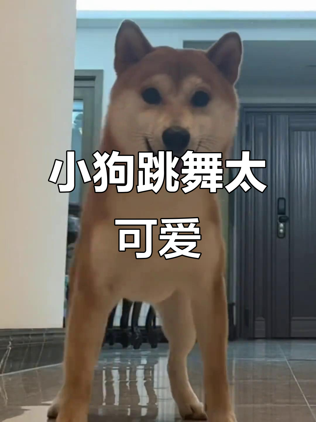 柴犬宝宝跳舞萌态,表情超搞笑