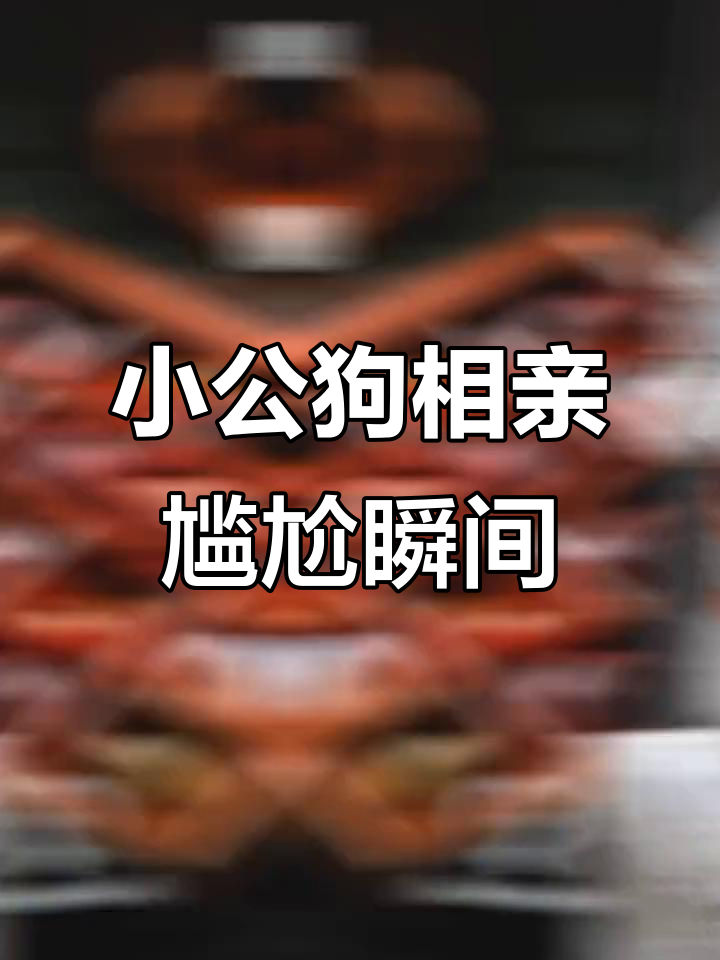 宠物聚会上的小公狗相亲失败,萌态十足