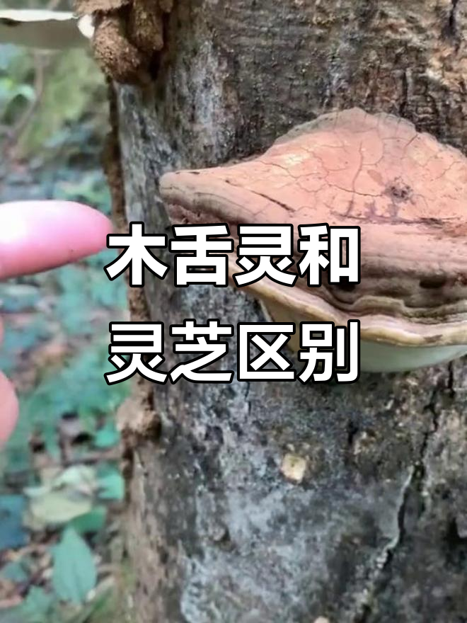 木舌灵与灵芝的区别,如何辨别真伪