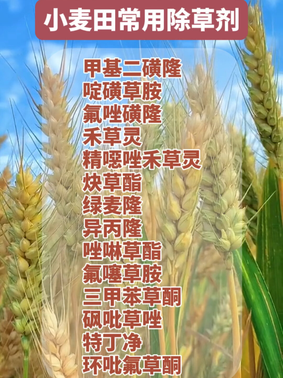 小麦田常用除草剂!