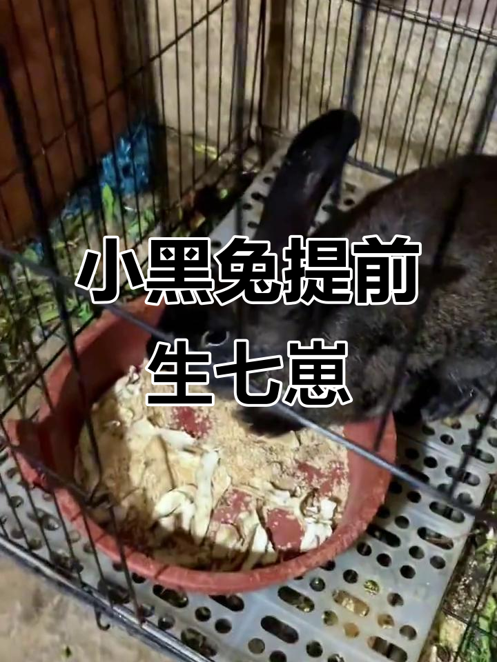 小黑兔早产七只,大黑兔预产期临近