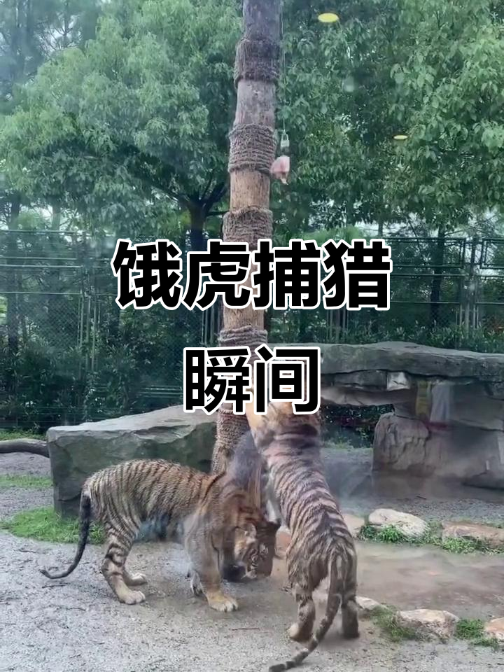 饿虎扑食:猛兽出击,速度与力量完美结合