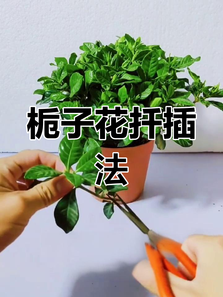 栀子花扦插技巧,快速生根秘诀大公开