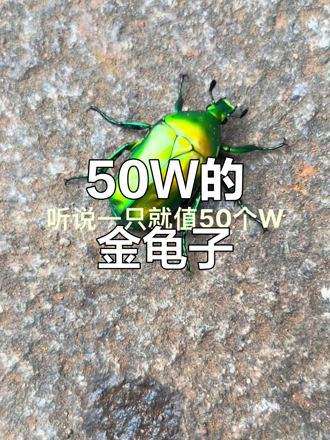 一只金龟子值50万,你家乡话叫它啥?