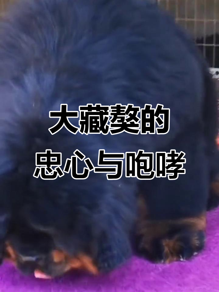 藏獒忠诚守护,嗷呜叫声震撼心灵