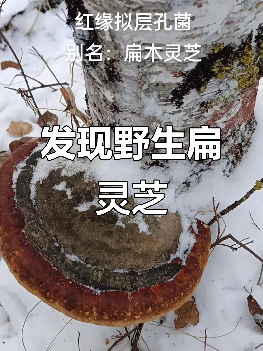 探秘扁灵芝:桦树林中的神奇真菌