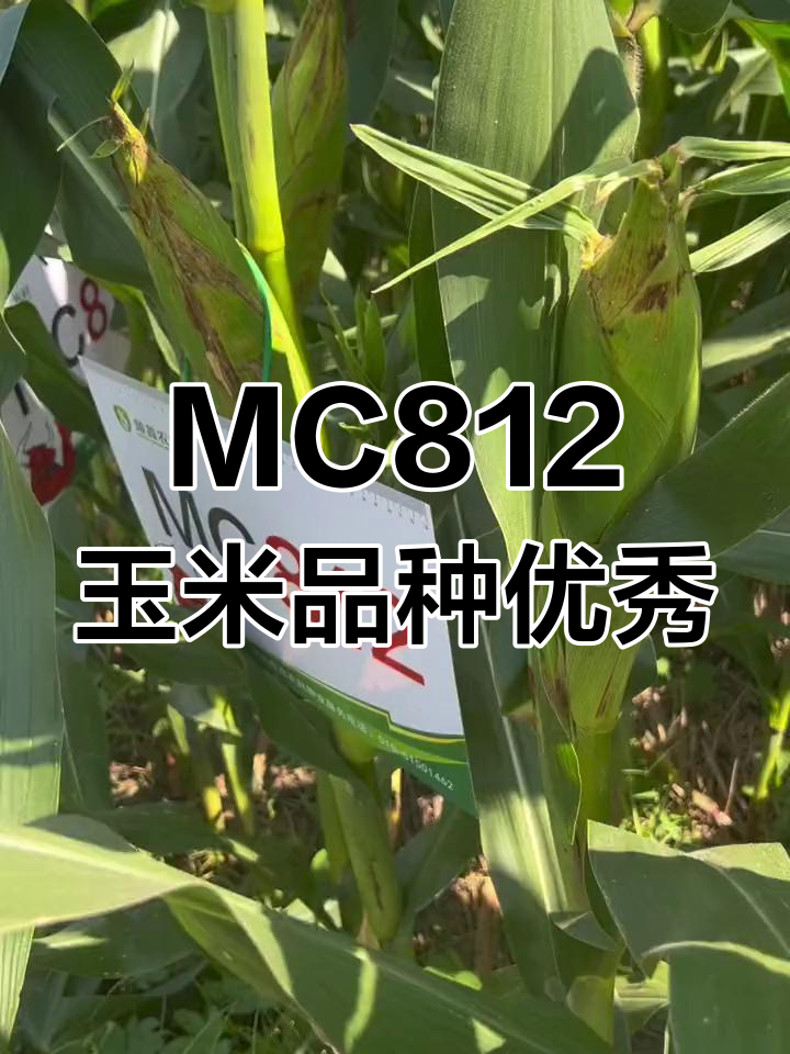 2118玉米种简介图片