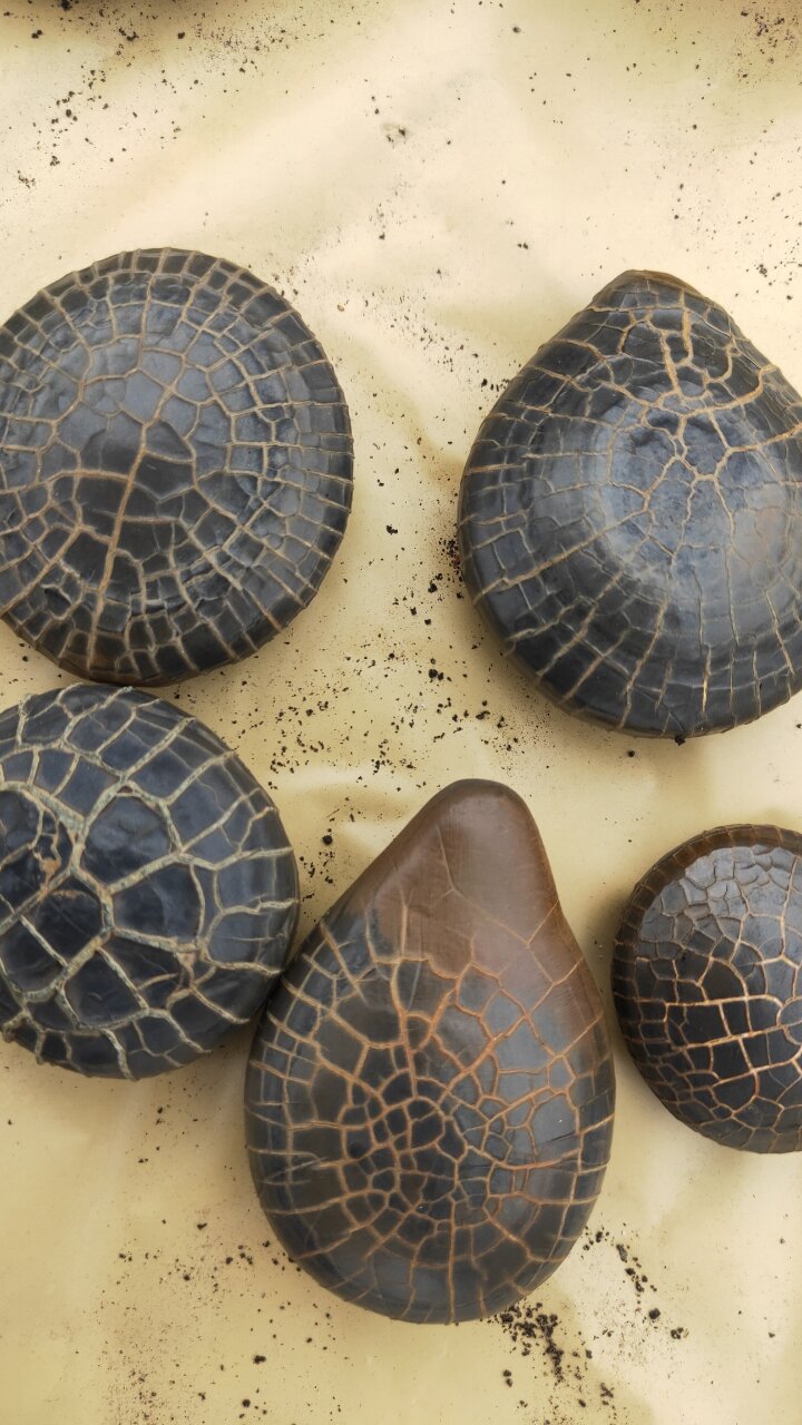 湖南郴州龟纹石