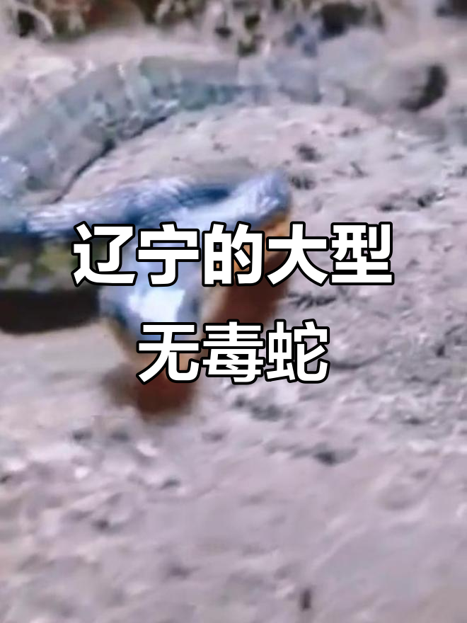 辽宁唯一大型蛇种,赤风景蛇揭秘
