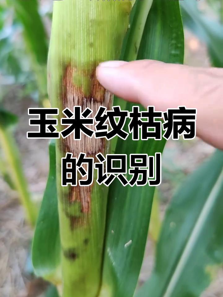 玉米纹枯病来袭,包叶黄干不是日灼!