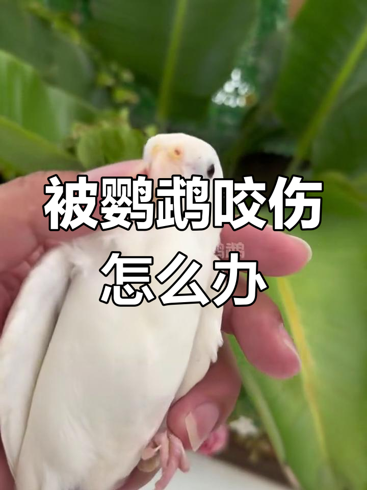 鹦鹉咬人需要打针吗?了解伤口处理技巧