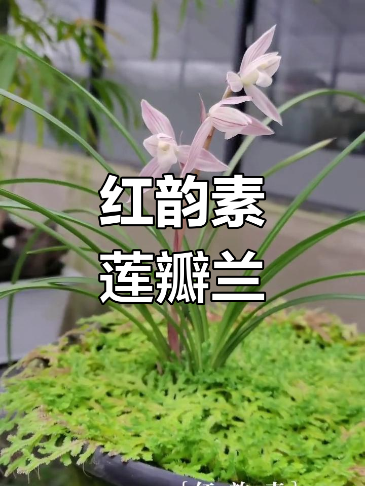 莲瓣兰红韵素,美丽与优雅的完美结合